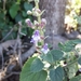 Scutellaria brevibracteata - Photo (c) תמיר א, all rights reserved, uploaded by תמיר א