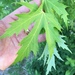Acer saccharinum laciniatum - Photo (c) Peter S. Burke, all rights reserved, uploaded by Peter S. Burke