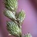Carex tribuloides - Photo (c) Peter Burke, כל הזכויות שמורות, uploaded by Peter Burke