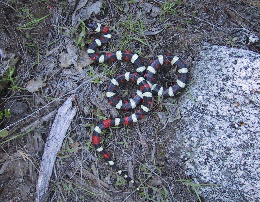 California Mountain Kingsnake In April 2001 By Brian Hinds INaturalist   Large 