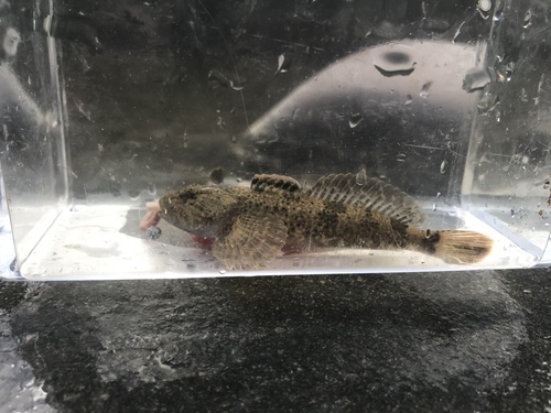 Mountain Sculpin