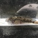 Cottus punctulatus - Photo 由 prickly_sculpin 所上傳的 (c) prickly_sculpin，保留所有權利