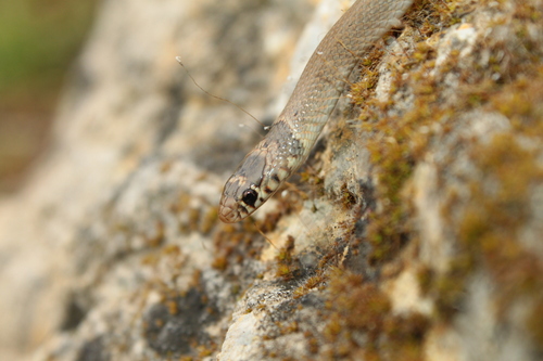 Ring-Headed Dwarf Snake
