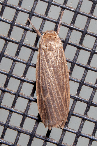 Crambidia lithosioides Dyar, 1898