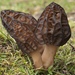 Australian Black Morel - Photo (c) Heather Elson, all rights reserved, uploaded by Heather Elson
