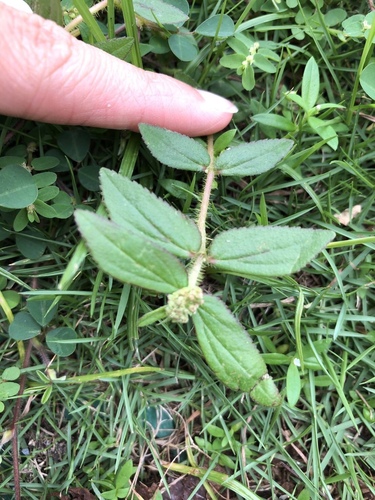 Asthma Plant