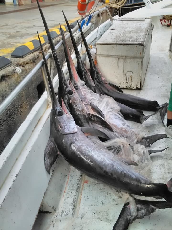 Swordfish