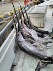 Swordfish