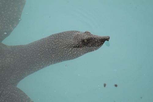 African Softshell Turtle