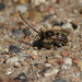 Sparse Mining Bees - Photo (c) harum.koh, all rights reserved, uploaded by harum.koh