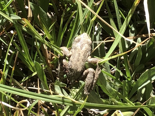 iNaturalist observation photo of Pacific chorus frog