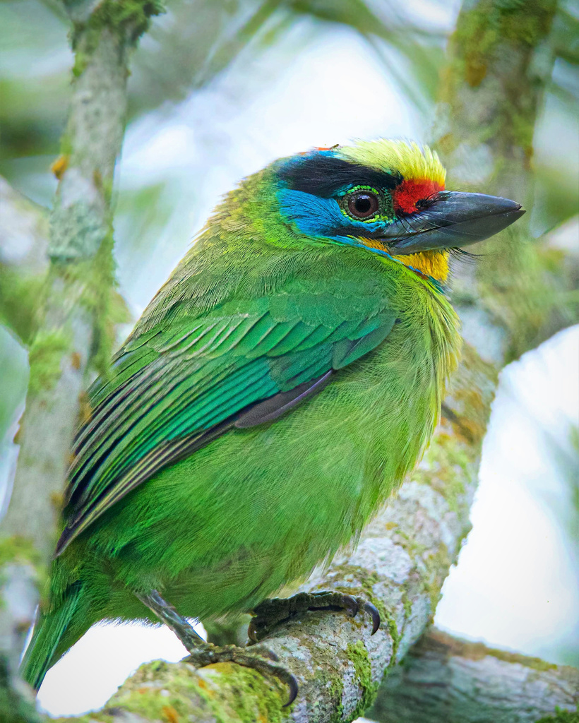 Black-browed Barbet photo
