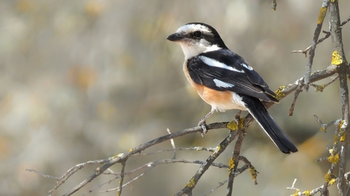 Masked Shrike