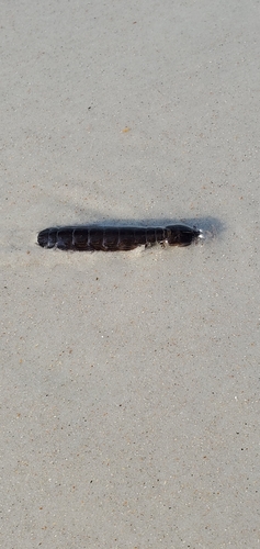 taxonomy_inaturalist image for Coronis excavatrix