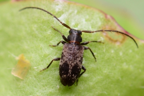 Exocentrus tsushimanus