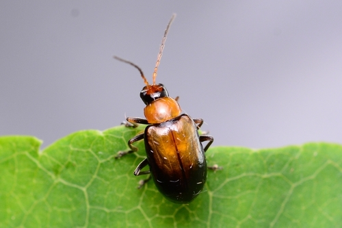 Atrachya menetriesii