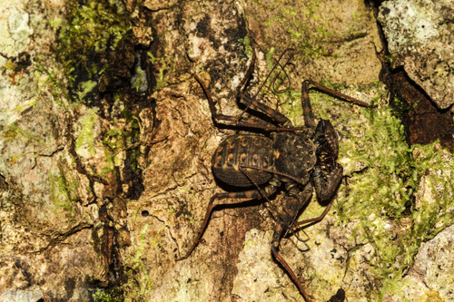 Phrynus parvulus