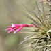 Tillandsia tenuifolia - Photo (c) Diego Alfonso Rosa, todos os direitos reservados, uploaded by Diego Alfonso Rosa