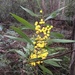 Red Stem Wattle - Photo (c) Patrick Campbell, all rights reserved, uploaded by Patrick Campbell