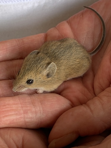Western Harvest Mouse