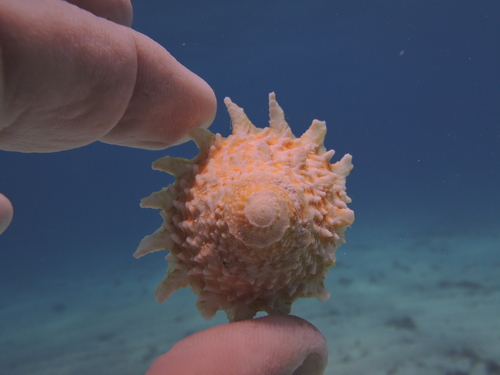 Longspine Starsnail