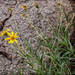 Zexmenia buphtalmiflora - Photo (c) RAP, all rights reserved, uploaded by RAP