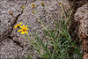 Zexmenia buphtalmiflora - Photo (c) RAP, all rights reserved, uploaded by RAP