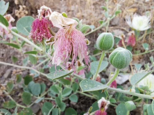 Caper Bush