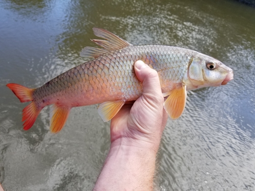 Shorthead Redhorse