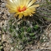 Grooved Nipple Cactus - Photo (c) nickscott, all rights reserved, uploaded by nickscott