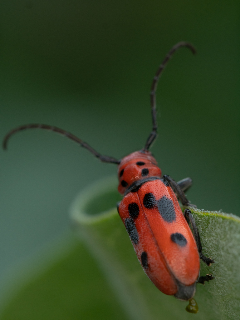Red Milkweed Beetle from 93 Elm St, Kingston, MA 02364, USA on July 13