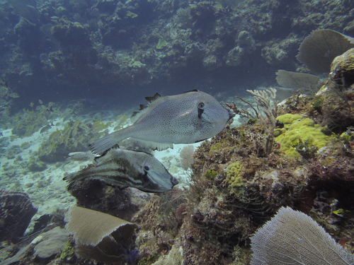 Orange Filefish