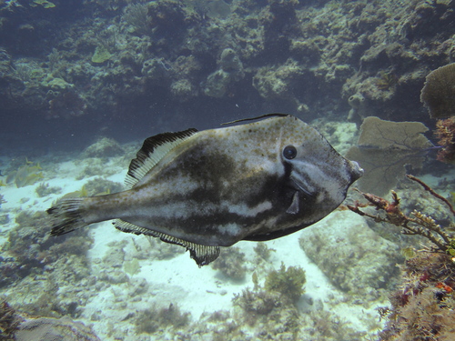 Orange Filefish