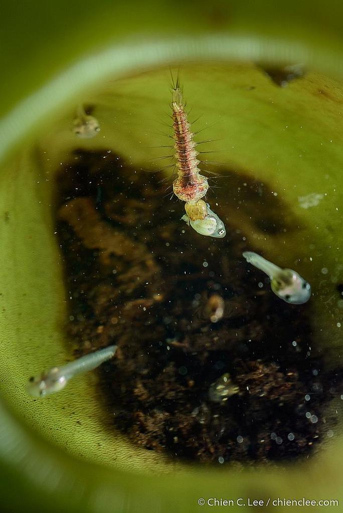 Elephant Mosquitoes in January 2014 by Chien Lee. Larva preying on ...