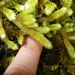 Rhytidiopsis - Photo (c) mossy, kaikki oikeudet pidätetään, lähettänyt mossy