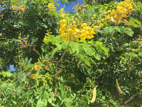 Mexican holdback