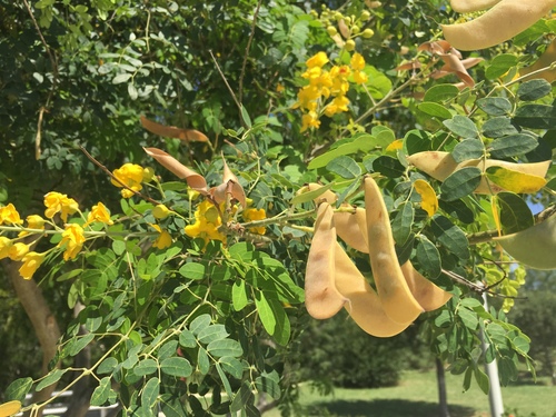 Mexican holdback