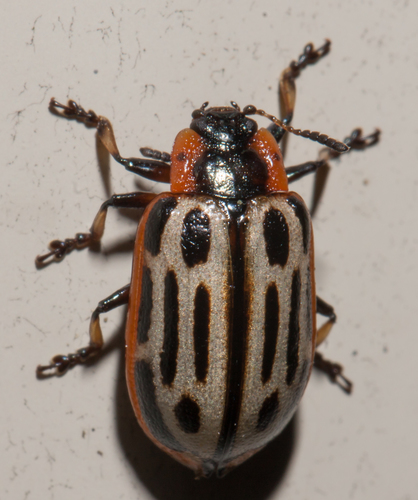 Cottonwood Leaf Beetle