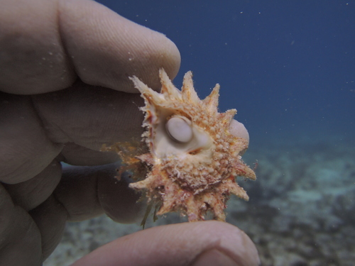 Longspine Starsnail
