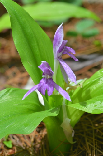 Roscoea tibetica