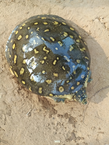 Indian Flapshell Turtle