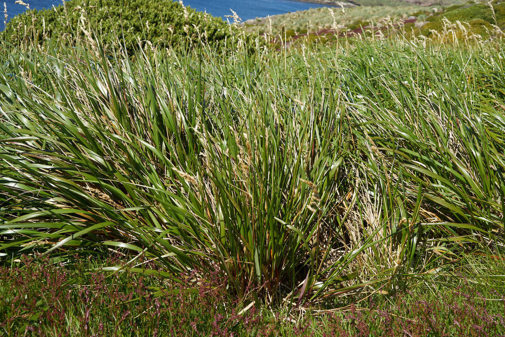 cinnamon grass (Hummock Island Flora) · iNaturalist