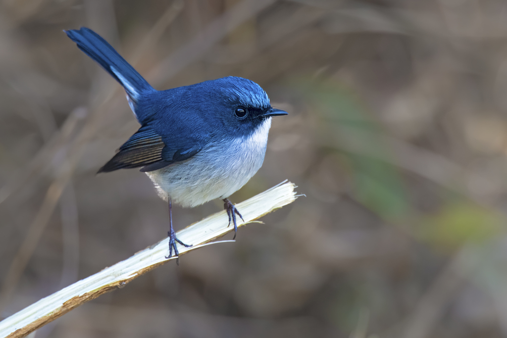 Slaty-blue Flycatcher (Ficedula tricolor) photo