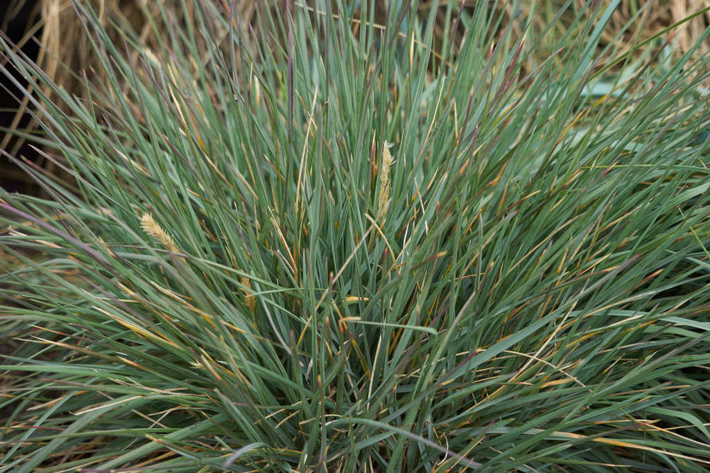 bluegrass (Hummock Island Flora) · iNaturalist