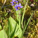 Sisyrinchium littorale - Photo (c) rolandwirth, כל הזכויות שמורות, uploaded by rolandwirth