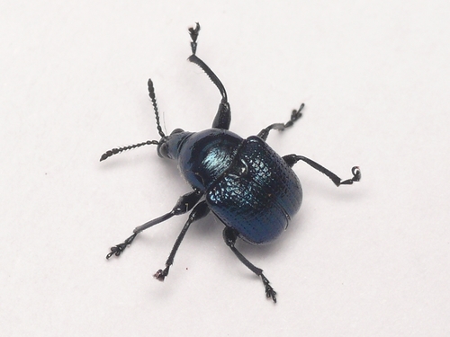 Cyrtolabus mutus
