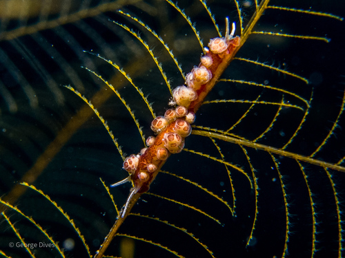 Doto floridicola