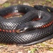 Serpiente Negra de Vientre Rojo - Photo (c) Tyler Monachino, todos los derechos reservados, uploaded by Tyler Monachino