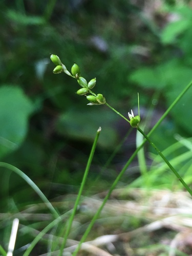 softleaf sedge (Carex disperma)