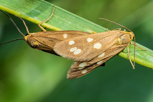 Dysauxes punctata